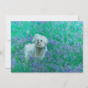 Tarjeta De Agradecimiento Frisa de Bichon en Bluebonnets