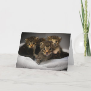 Tarjeta De Agradecimiento Gatito