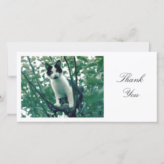Tarjeta De Agradecimiento Gatito en un árbol de Apple - Gracias