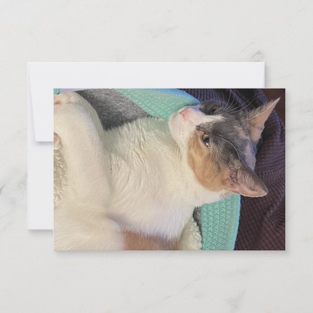 Tarjeta De Agradecimiento Gato de Calico en la cama de gato (Anverso)
