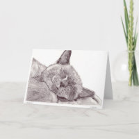 Gato el dormir