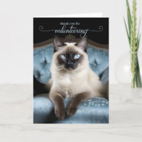 Gato siamés en una silla azul voluntario