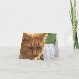 Tarjeta De Agradecimiento Ginger cat
