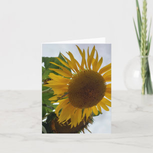 Tarjeta De Agradecimiento Girasol: Adoración, Lealtad - Una flor feliz. Pr