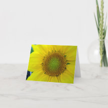 Girasol y semillas, espiral, relación dorada