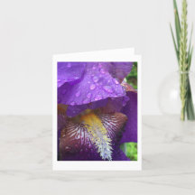 Gladiolus bajo la lluvia