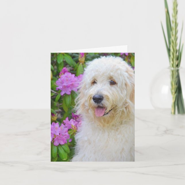 Tarjeta De Agradecimiento Goldendoodle Gracias (Anverso)