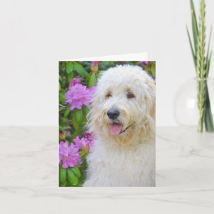Tarjeta De Agradecimiento Goldendoodle Gracias