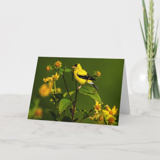 Tarjeta De Agradecimiento Goldfinch americano (Anverso)