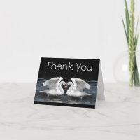 Gracias — Fotografía de cisnes mudos blancos