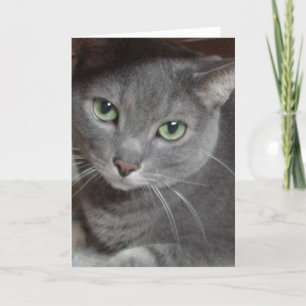 Tarjeta De Agradecimiento Gracias/Gato gris