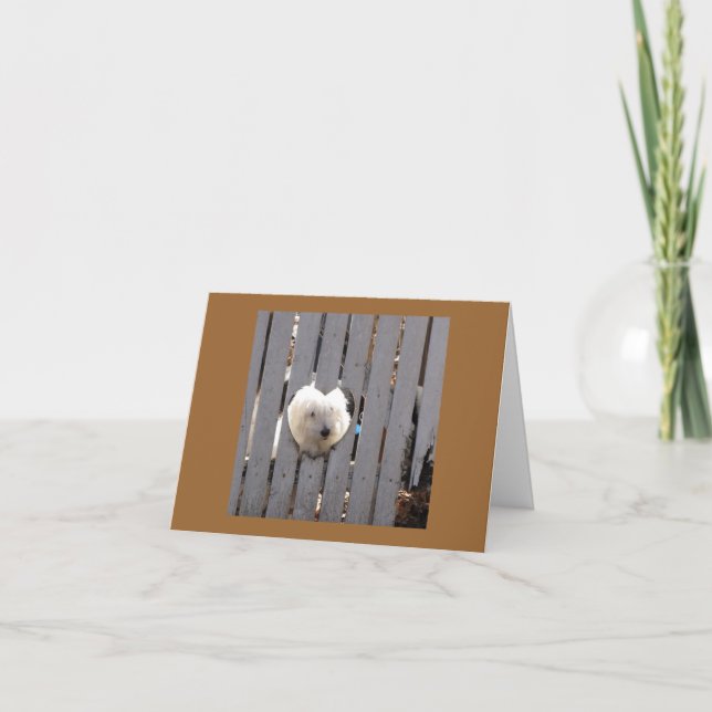 Tarjeta De Agradecimiento Gracias - Havanese Puppy (Anverso)