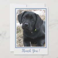 Gracias Labrador negro - Perro de cachorro gris az