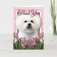 Gracias - los tulipanes rosados - Bichon Frise
