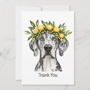 Tarjeta De Agradecimiento Gracias Merle Great Dane Dog Lemon Crown