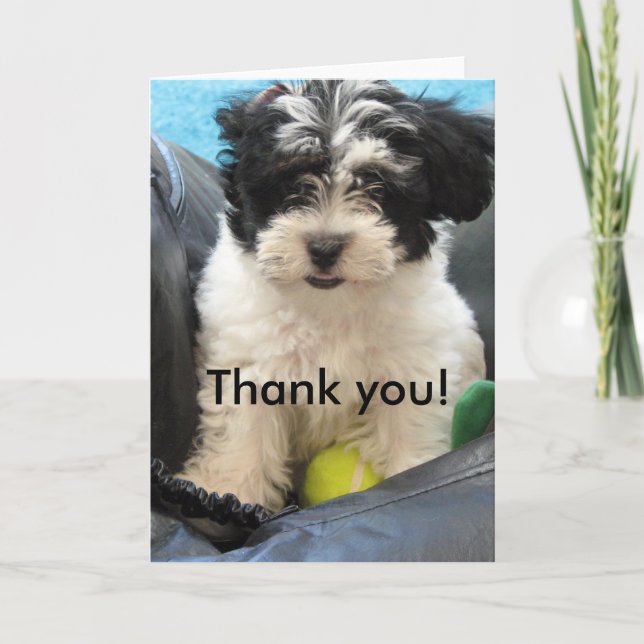 Tarjeta De Agradecimiento ¡Gracias! Perrito de Havanese (Anverso)