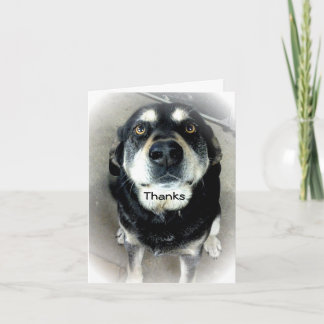 Tarjeta De Agradecimiento Gracias Perro