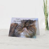 Gracias, Persian Calico Kitty Princess Card