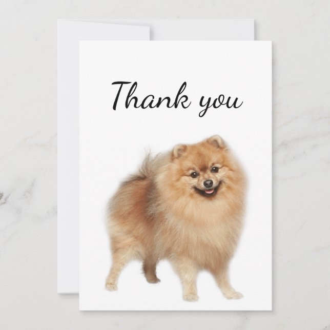 Tarjeta De Agradecimiento Gracias, Pomeranian Dog Mascota Animal (Anverso)