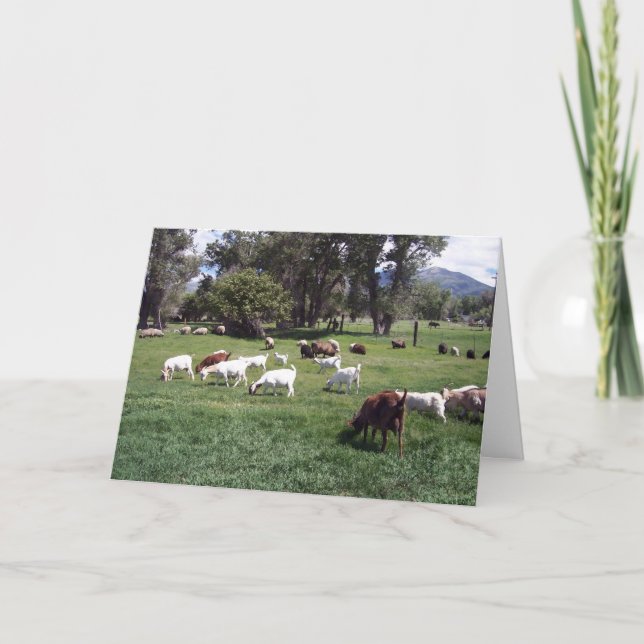 Tarjeta De Agradecimiento Grazing Goats (Anverso)