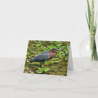 Tarjeta De Agradecimiento Green Heron (Butorides virescens)