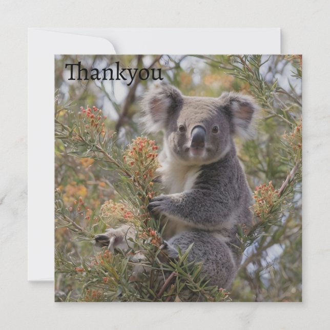 Tarjeta De Agradecimiento Grevillea Koala Bear, (Anverso)