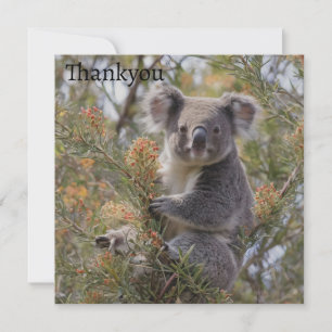 Tarjeta De Agradecimiento Grevillea Koala Bear,