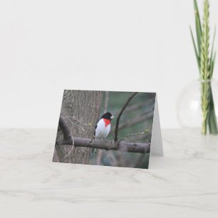 Tarjeta De Agradecimiento Grosbeak