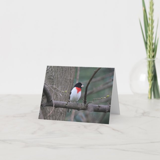 Tarjeta De Agradecimiento Grosbeak (Anverso)