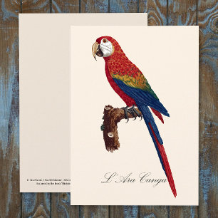 Tarjeta De Agradecimiento Guacamayo Escarlata o Guacamayo Macao, Ara macao