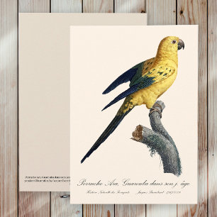Tarjeta De Agradecimiento Guarouba dans hijos jeune age / Sun parakeet
