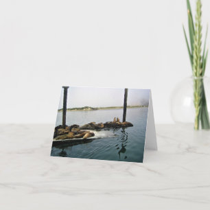 Tarjeta De Agradecimiento Harbour Seals, Morro Bay, California
