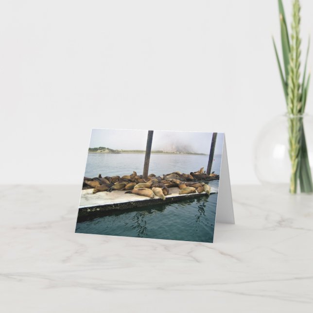 Tarjeta De Agradecimiento Harbour Seals, Morro Bay, California (Anverso)