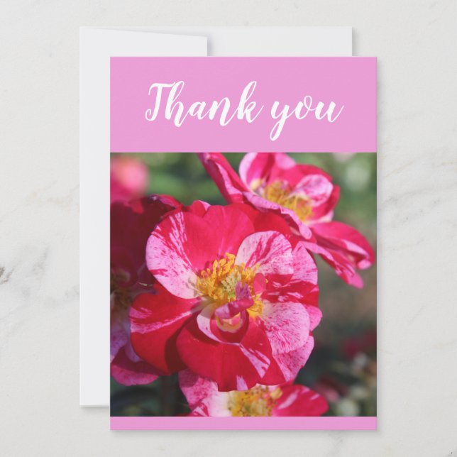 Tarjeta De Agradecimiento Hermosa flor Rosa rayada roja y rosa (Anverso)