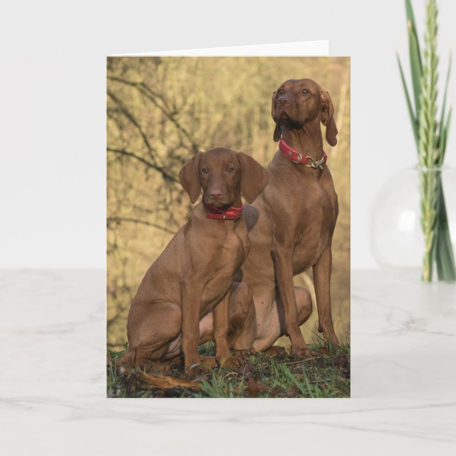 Tarjeta De Agradecimiento Hermosos perros deportivos de Vizsla (Anverso)