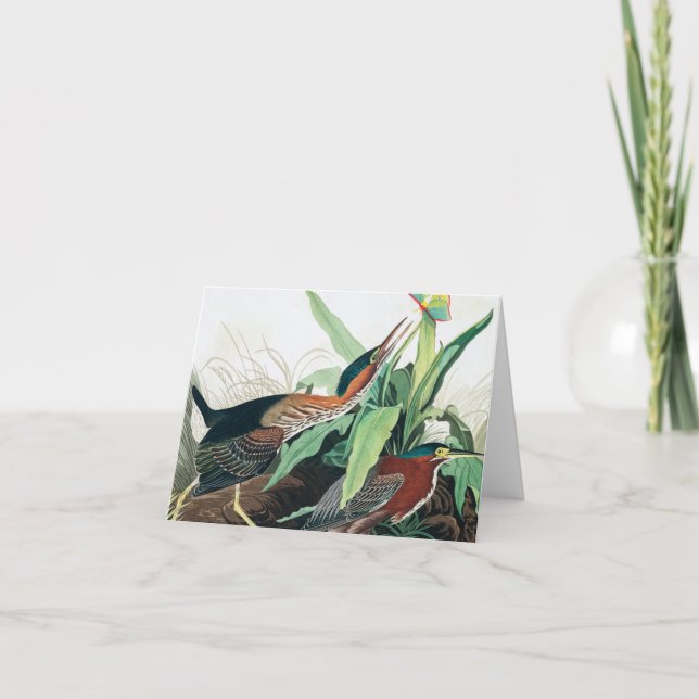 Tarjeta De Agradecimiento Heron verde por John James Audubon (Anverso)