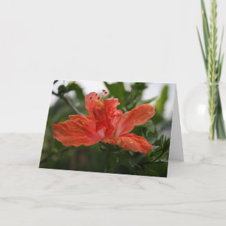 Tarjeta De Agradecimiento Hibiscus