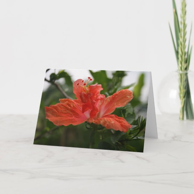 Tarjeta De Agradecimiento Hibiscus (Anverso)