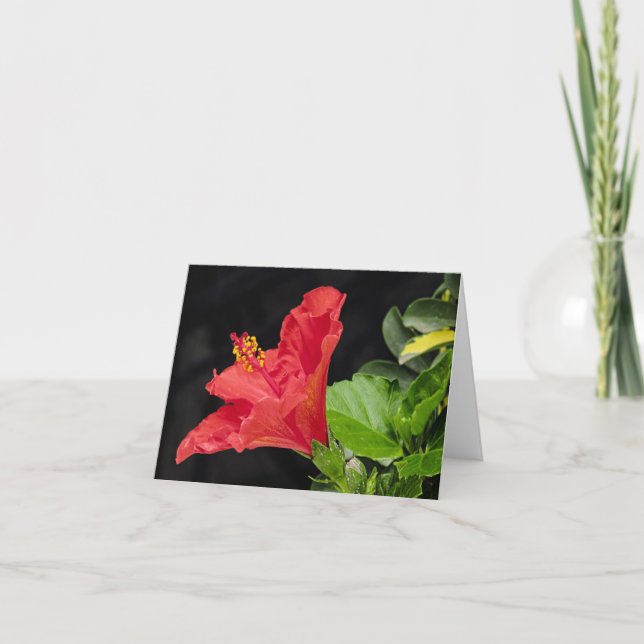 Tarjeta De Agradecimiento Hibiscus Vietnamita Toda Ocasión Notecard (Anverso)