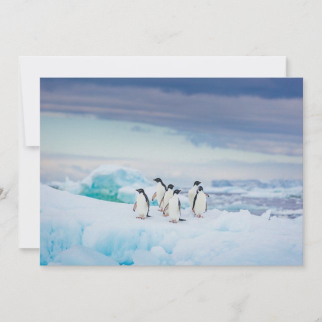 Tarjeta De Agradecimiento Hielo y nieve | Adelie Penguins Antártida (Anverso)