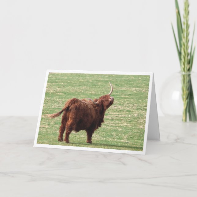 Tarjeta De Agradecimiento Highland cow Birthday card (Anverso)
