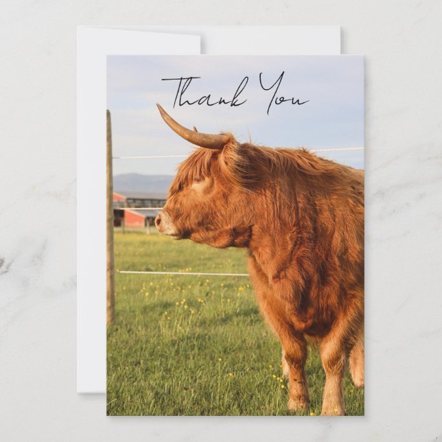 Tarjeta De Agradecimiento Highland Cow Thank You Card (Anverso)