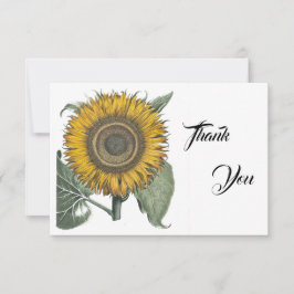 Tarjeta De Agradecimiento Hortus Eystettensis de girasol, 1713