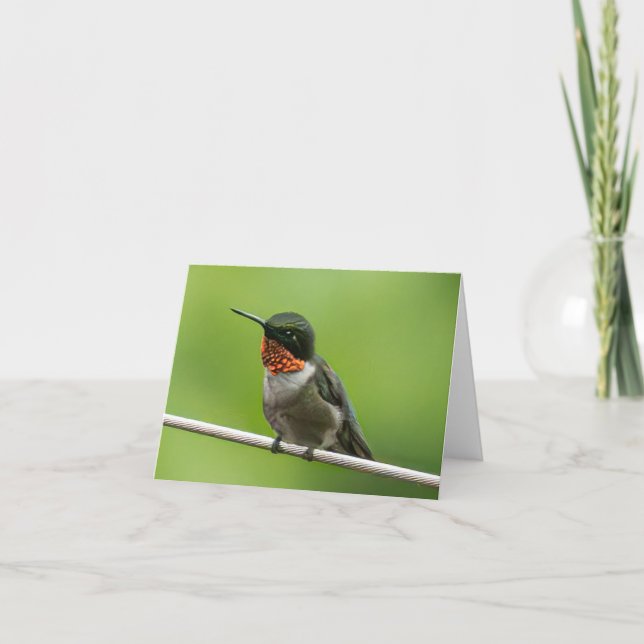 Tarjeta De Agradecimiento Hummingbird Notecard (Anverso)