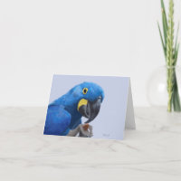 Hyacinth Macaw Alentation JW