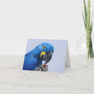 Tarjeta De Agradecimiento Hyacinth Macaw Alentation JW