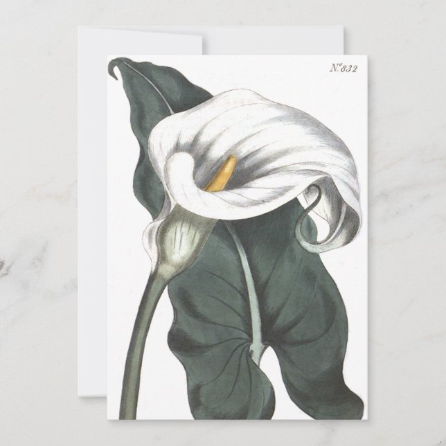 Tarjeta De Agradecimiento Ilustracion botánico de Calla Lily (Anverso)