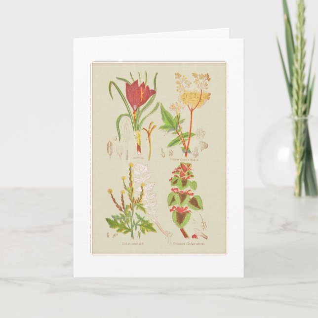 Tarjeta De Agradecimiento Ilustracion botánico de la placa I (Anverso)