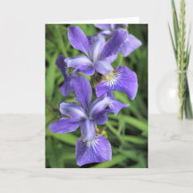 Iris morado