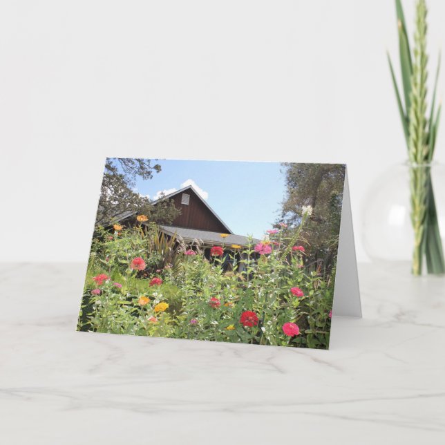 Tarjeta De Agradecimiento Jardín de Zinnia en Napa Valle Blank (Anverso)